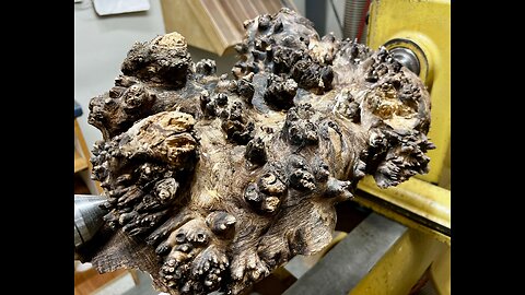 Taming The Beast - The Black Walnut Burl
