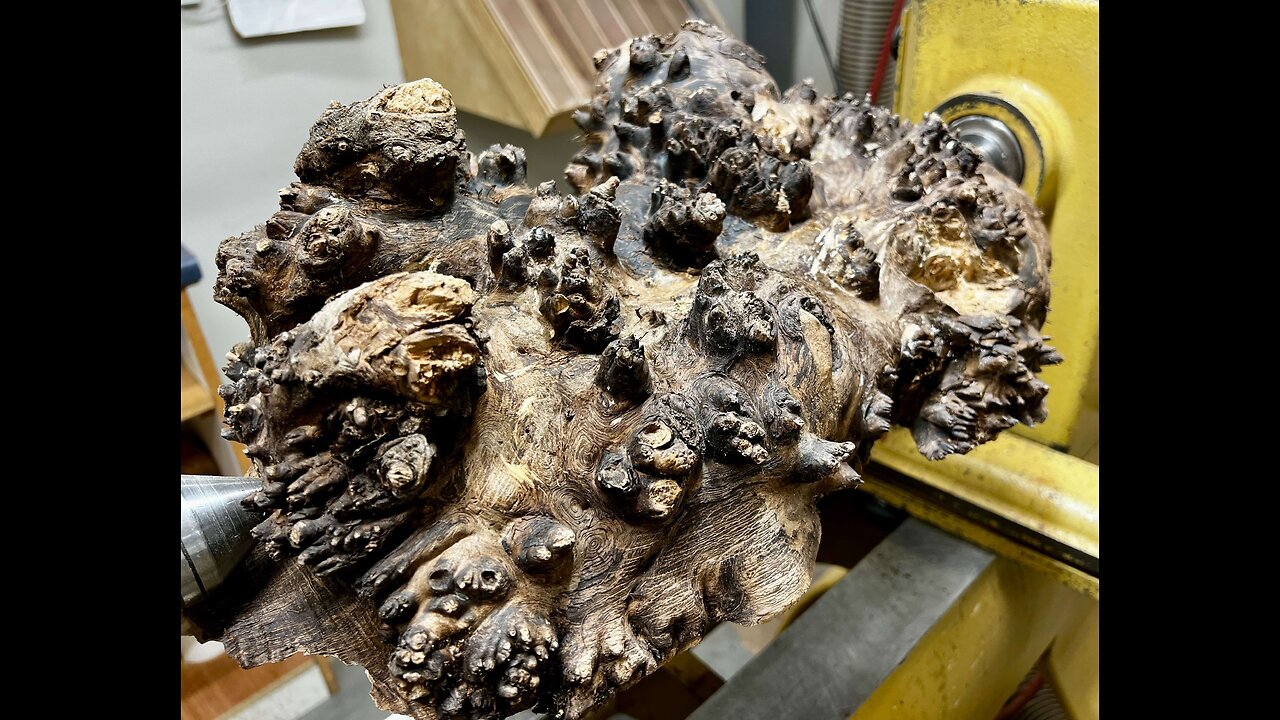Taming The Beast - The Black Walnut Burl