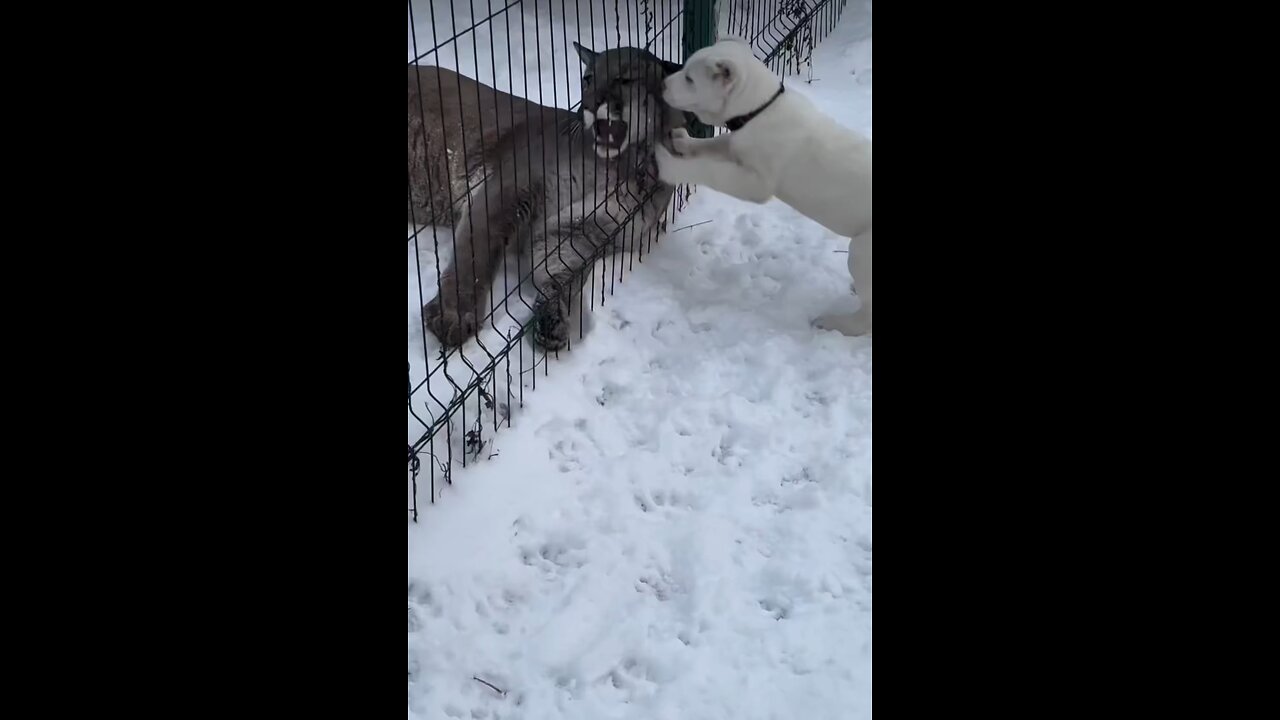Cat & Dog Love Play ▶️ ❤️