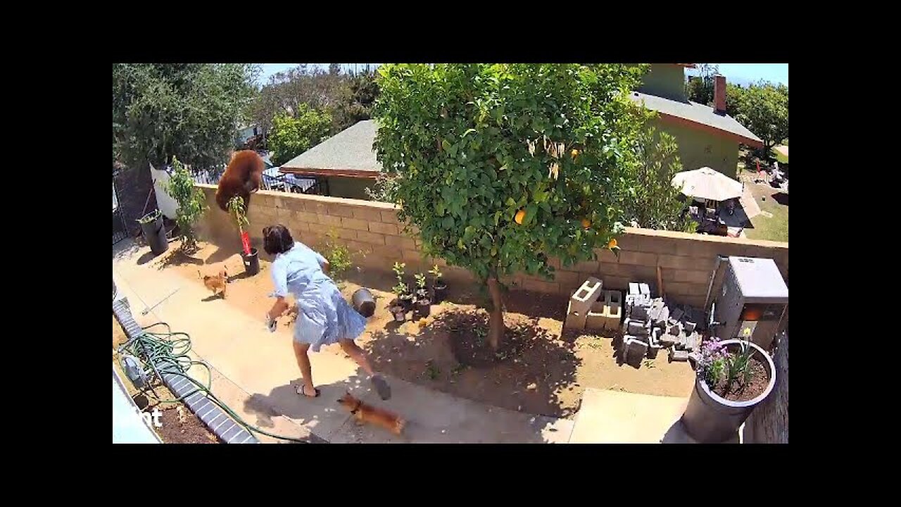 Girl Pushes Bear to Save Her Dogs