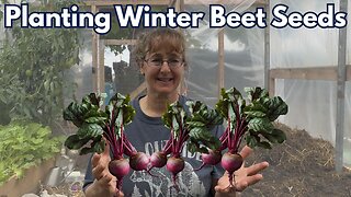 Plant Winter Beets Now! Why and How!