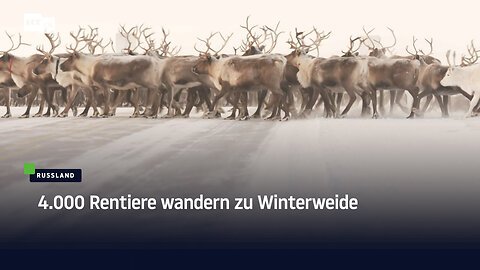 4.000 Rentiere wandern zu Winterweide