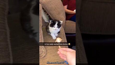 Funny animals 2024😂- Funniest Cats and Dogs Video😹🐶