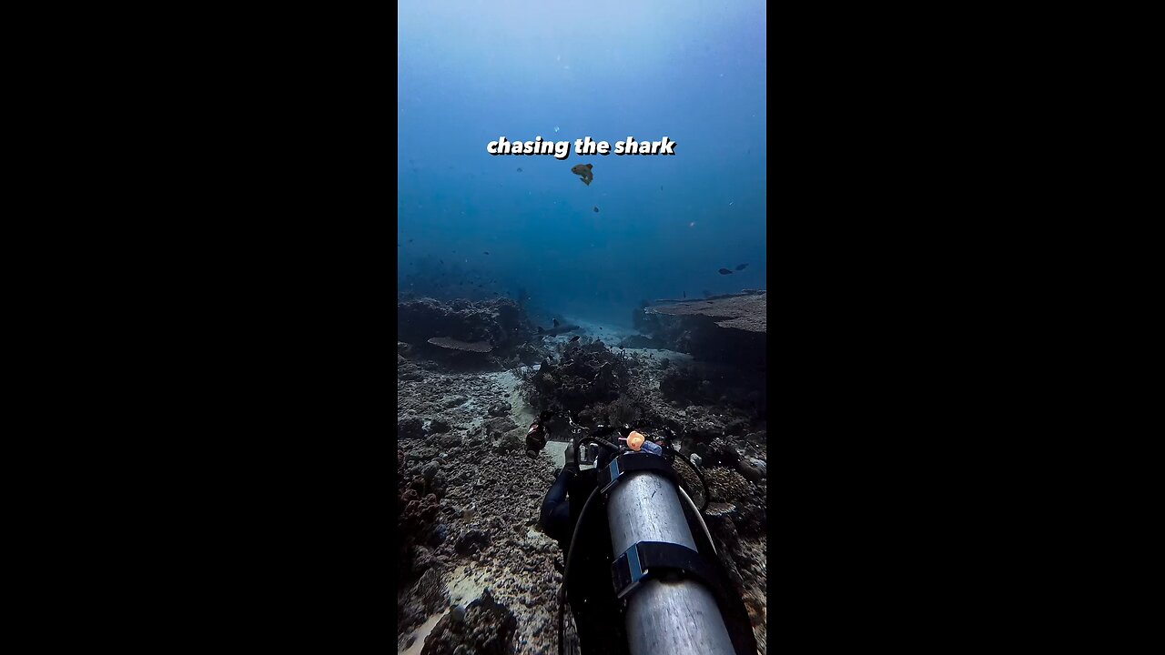 chasing the shark