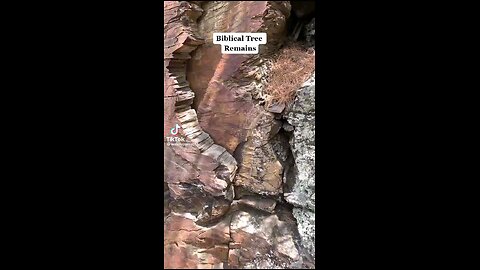 Proof most flat topped mountains and some others are really ancient tree stumps!