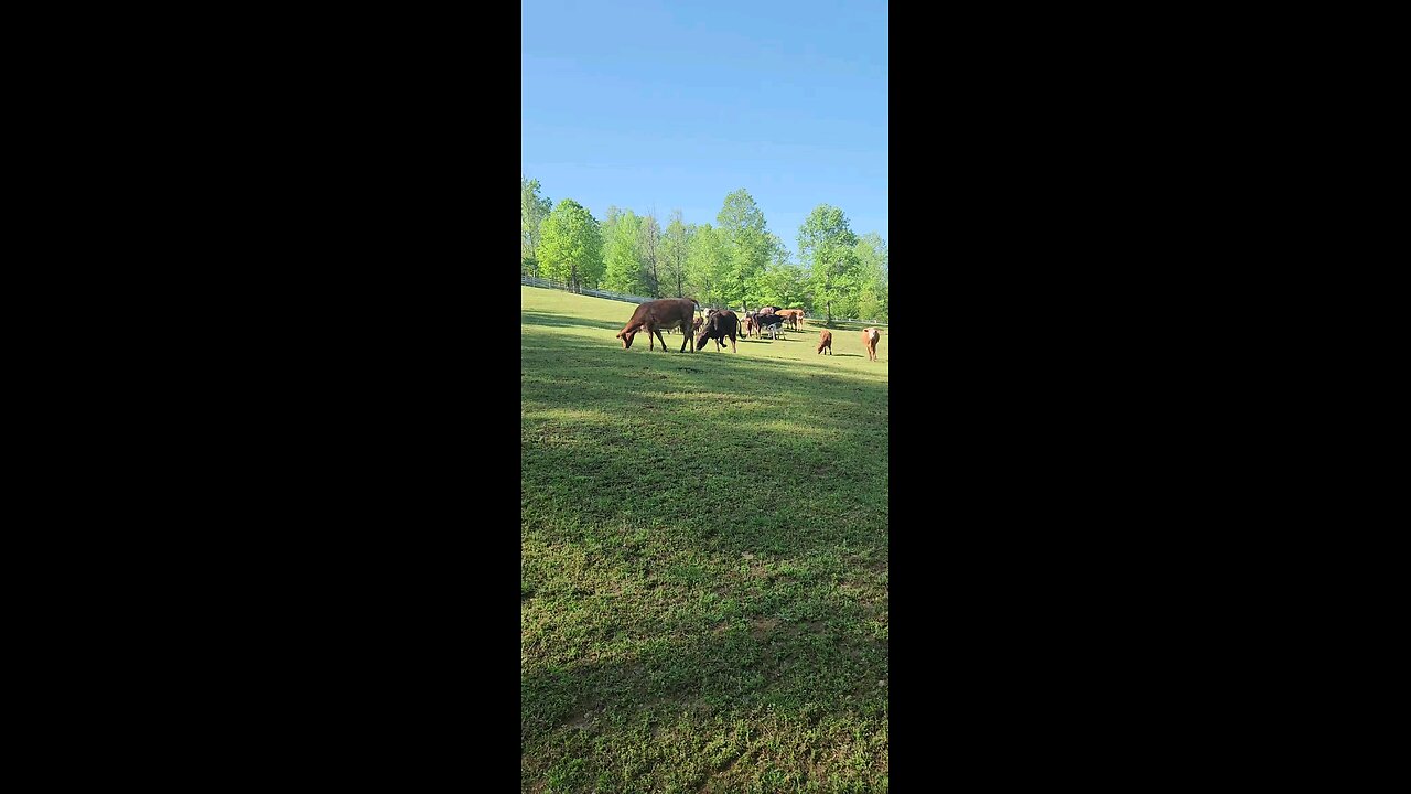 Cows and calves 2025.