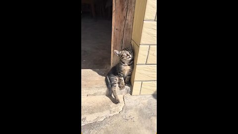 # Funny 😂🤣 Cat 😺 videos