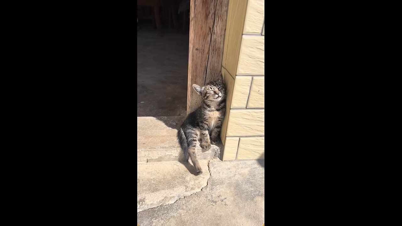# Funny 😂🤣 Cat 😺 videos