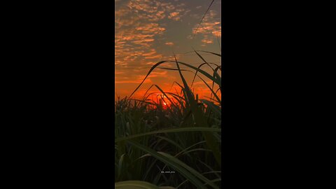 By the most popular singer ajitising.. #Tranding #trandingvideo #viralshorts #viralvideo #shorts #s