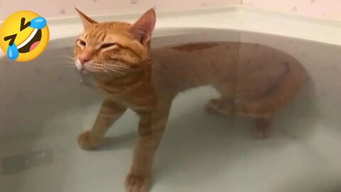 Your Best Therapist: Hilarious Animal Antics