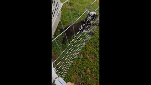 Mocha feeding