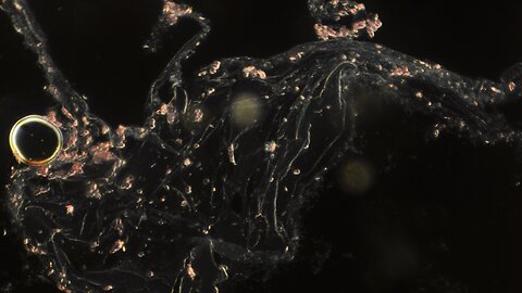 Blood Versus Distillation Residue