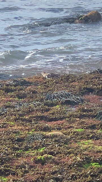 Sea birds - El Ouatia - Tan-Tan beach