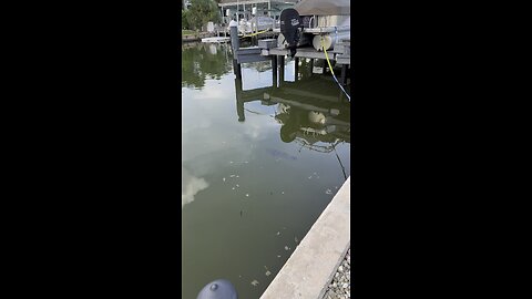 Canal Life | Gary The Goliath Grouper! | 4K