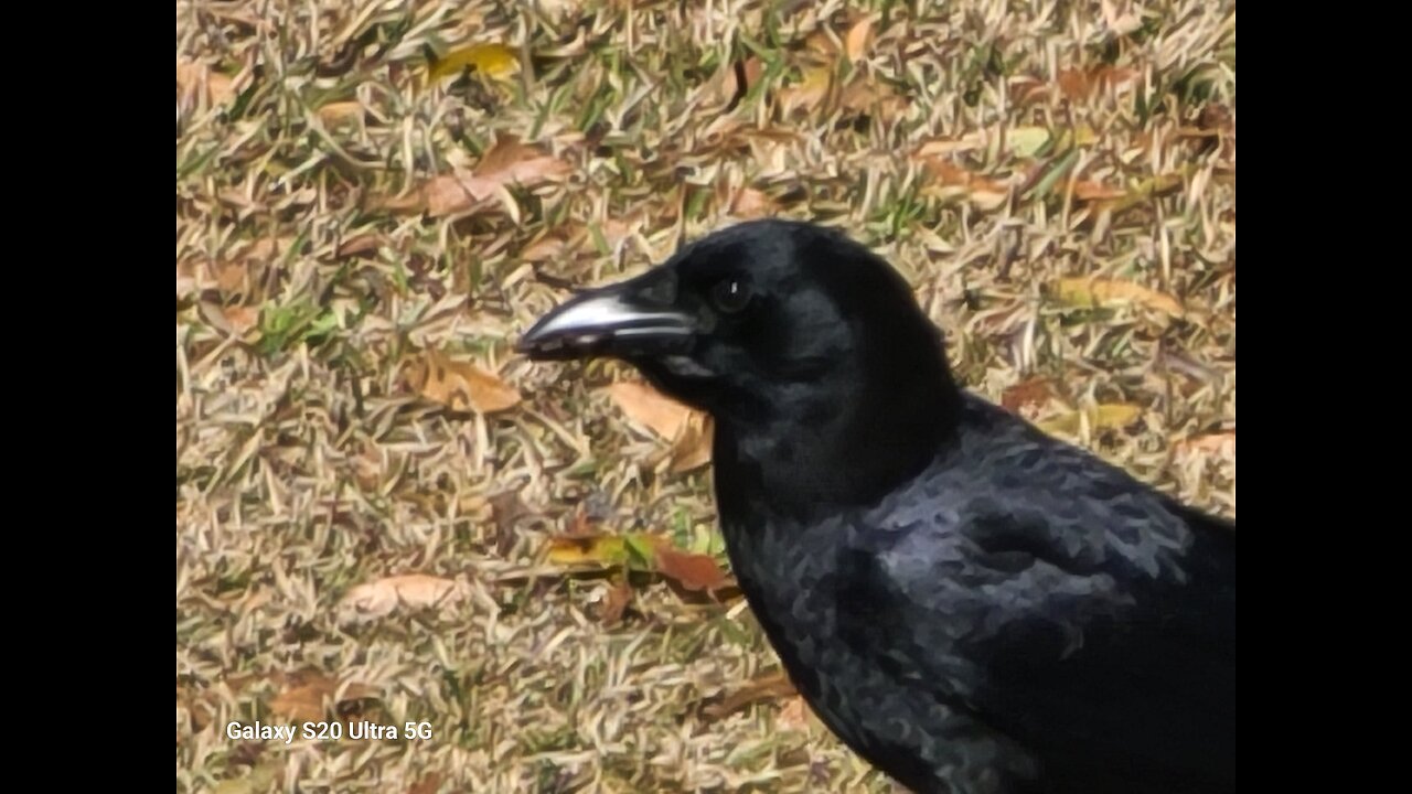 Mockingbird mating dance !!