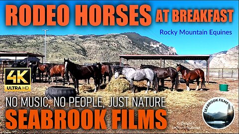 Rodeo Horses at Breakfast: Rocky Mountain Equines