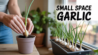 10 Garlic Growing Hacks for Tiny Spaces