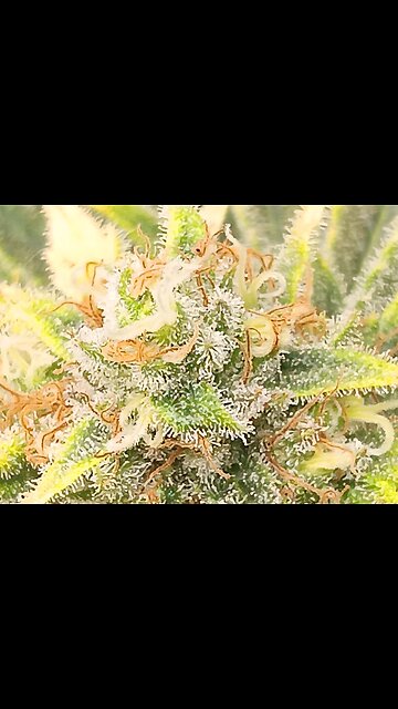 Wedding cheesecake week 16 day 6