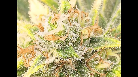 Wedding cheesecake week 16 day 6