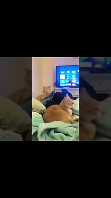 FUNNY CATS