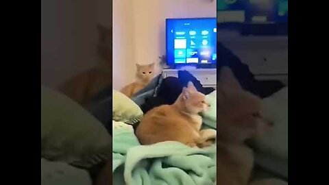 FUNNY CATS