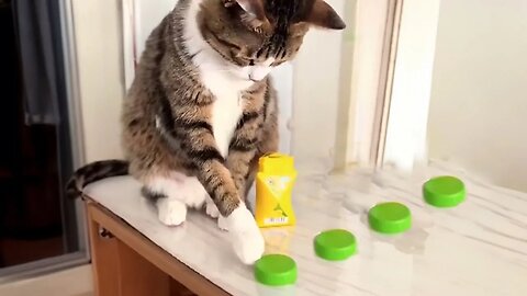 It turns out that cats also have OCD! 😄