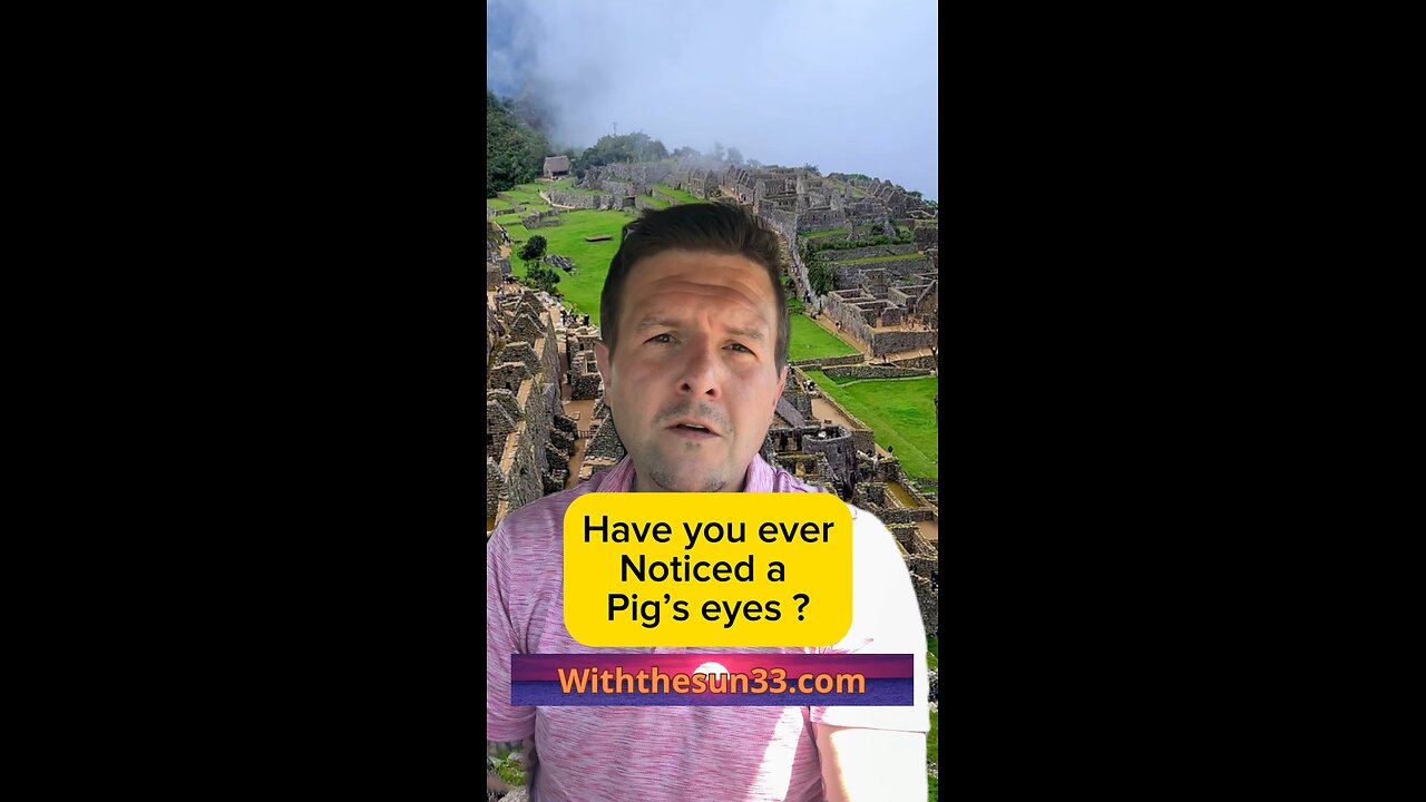 Pigs eyes