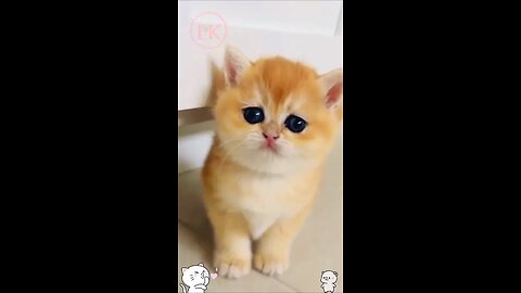 Cute baby kitten 🤩🤩🤩 #shorts