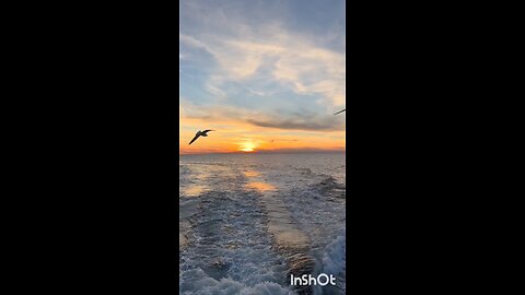 enjoy whale