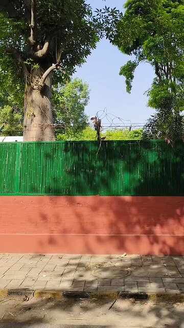 Serene Moment: Bird’s Peaceful Rest on a Rustic Wall! #BirdWatching #NatureVibes