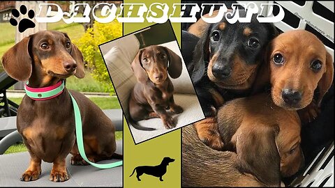 Living with Dachshund, Dachshund around the world IG video Compilation weiner puppies mini puppies