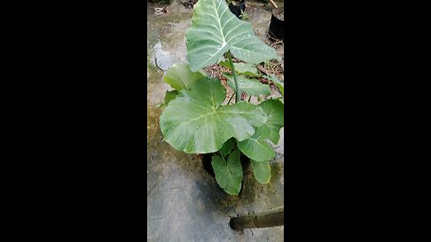 আমার বাগানে কচু গাছ 🌿"
