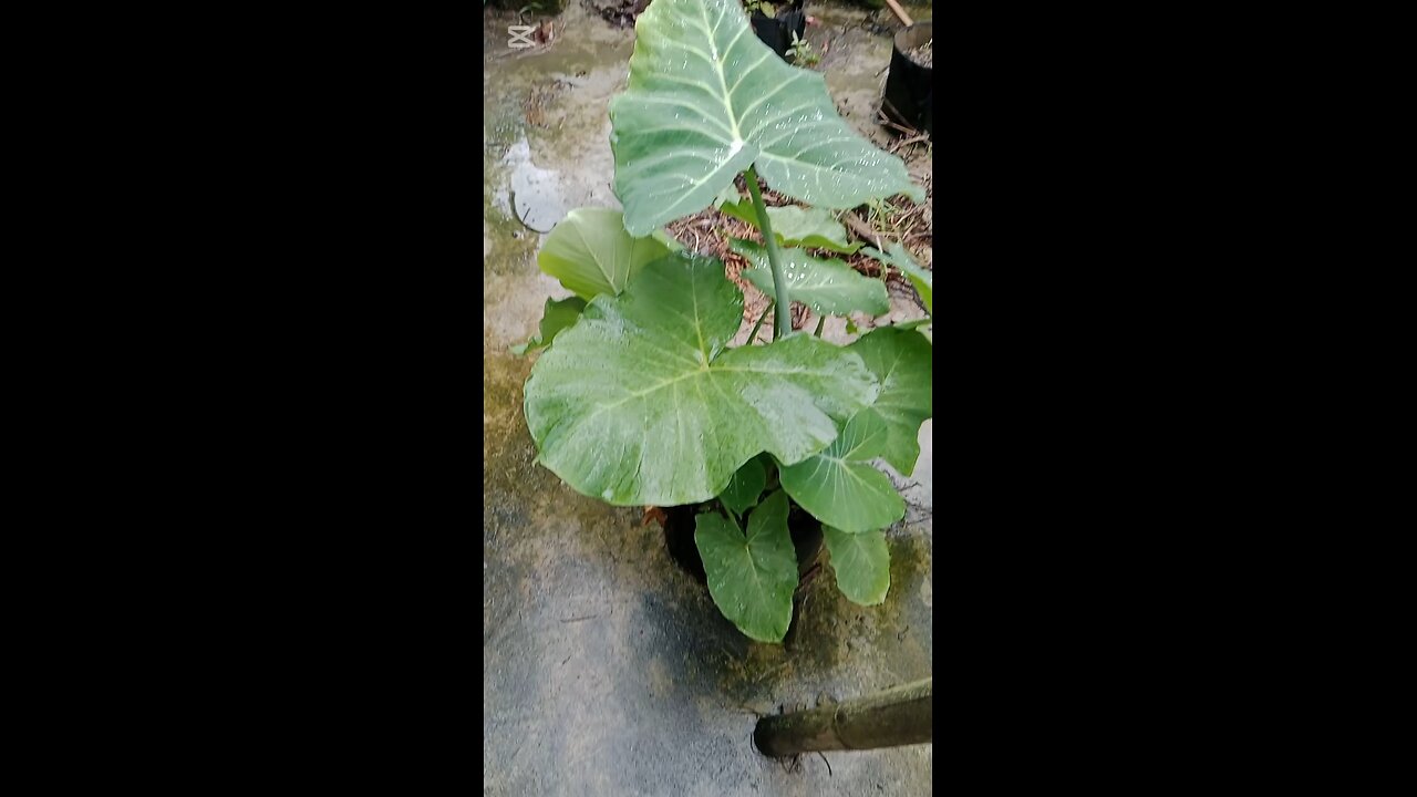 আমার বাগানে কচু গাছ 🌿"
