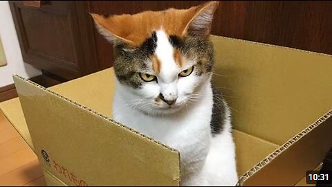 Silliest CAT on Earth 😂 Funny Cats Videos