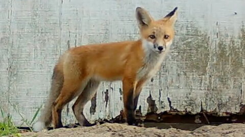 Fox Cub Looking Around