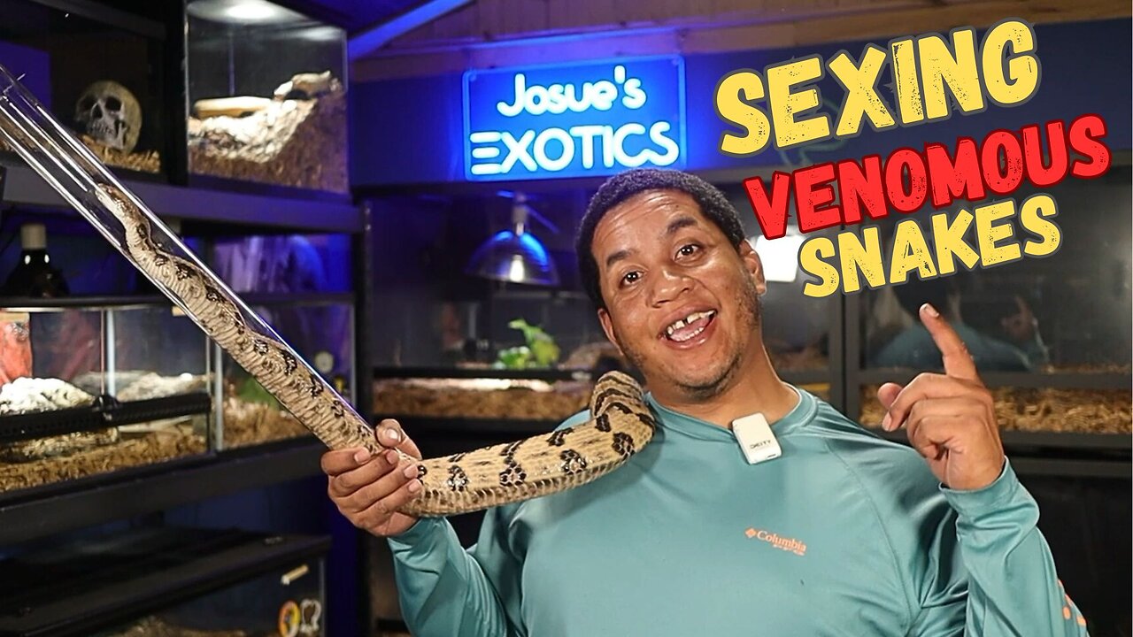 SEXING My VENOMOUS Snakes & New Rattlesnake