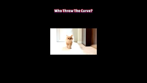 Catchy YouTube Title: 5 Signs Your Cat Thinks It’s Royalty (And You’re Its Servant!)