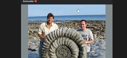 Ammonite Fossil