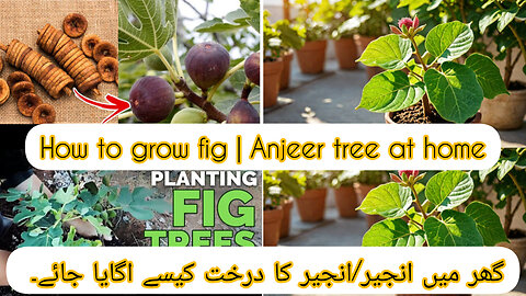 How to grow fig / Anjeer tree at home | fig care tips | Planting a Fig Tree 101 | Muradgarden17