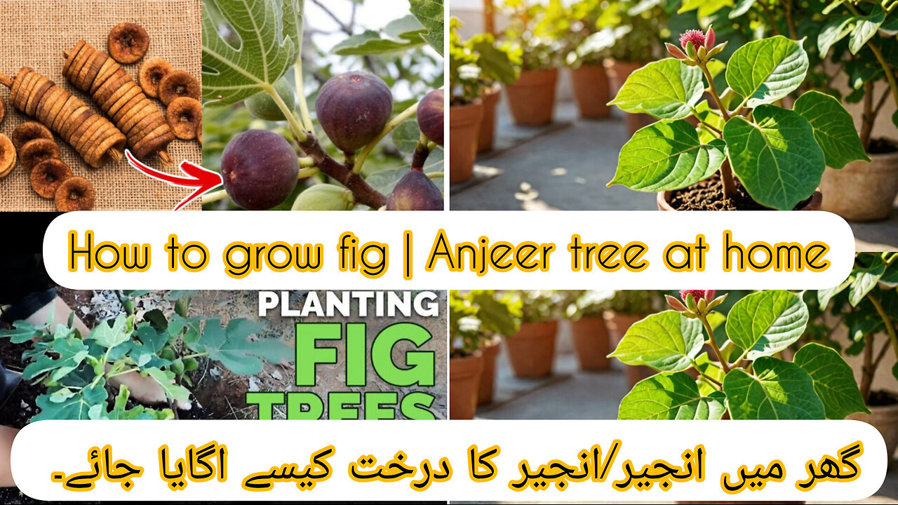 How to grow fig / Anjeer tree at home | fig care tips | Planting a Fig Tree 101 | Muradgarden17