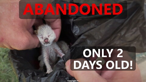 ABANDONED AFTER BIRTH — Only 2 Days Old 💔 | Kitten Rescue