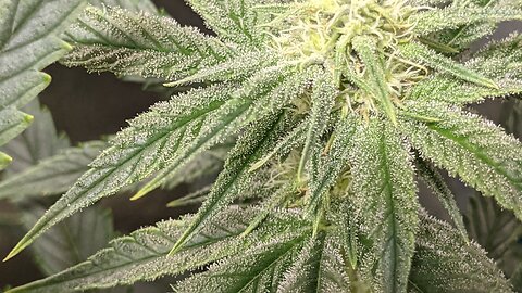Grandpa's crescendo lemon cherry gelato cookie