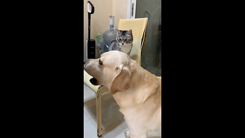 The dog was exhausted after such a crazy output😂