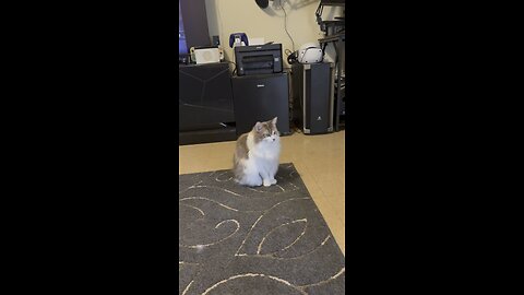 That meow that daisy did lol