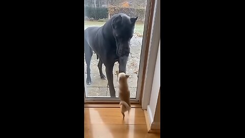 Barks Big... Until the Door Opens 🚪😂 #funny #dog