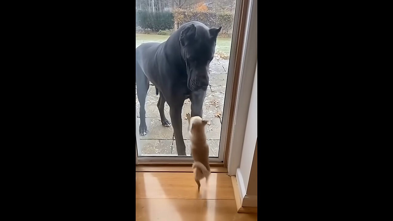 Barks Big... Until the Door Opens 🚪😂 #funny #dog