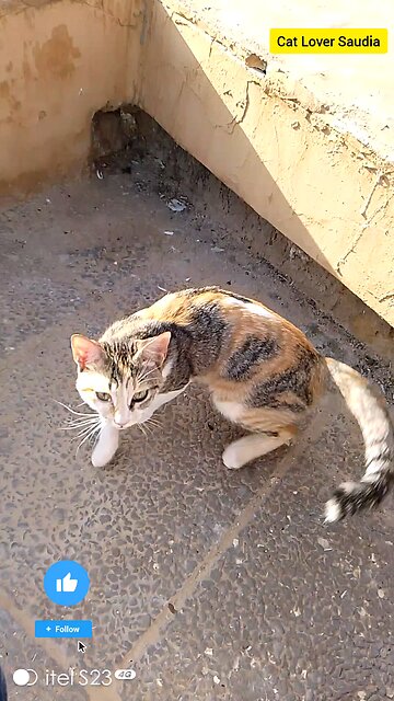 "Just a cat being adorable... because who doesn't love a little fluff to brighten up their day?