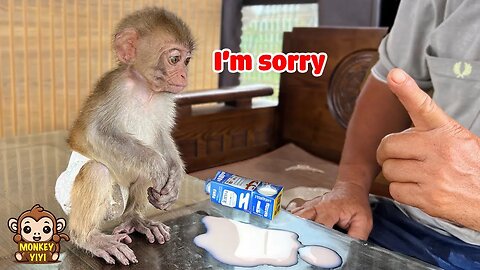 Very naughty and adorable moments of baby monkey YiYi