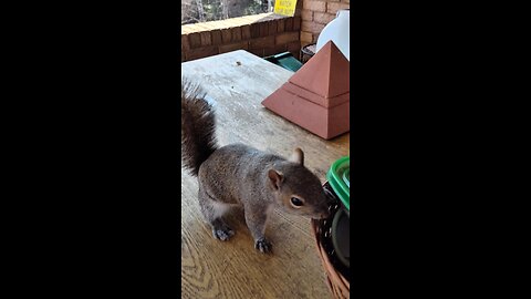 Squirrel's that like to take food from my hand
