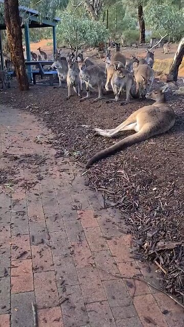Kangaroo diaries only in Australia 🇦🇺